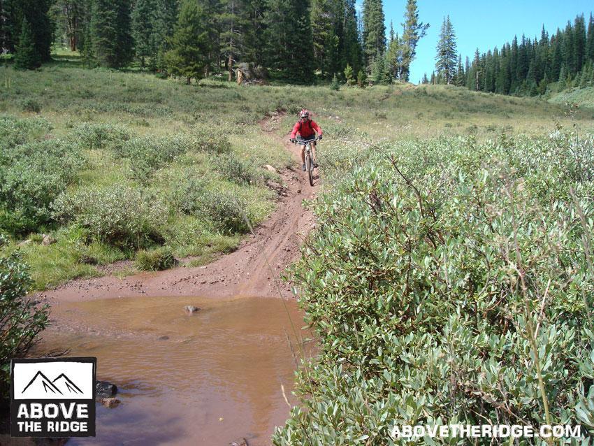 A mountain biker in a red shirt rides along a dirt trail surrounded by green shrubs and trees. A small puddle of water is present on the path, indicating recent rain. The scene captures the lush landscape of a forested area in a mountainous region. Reno / Flag / Bear / Deadman Loop mountain bike trail.