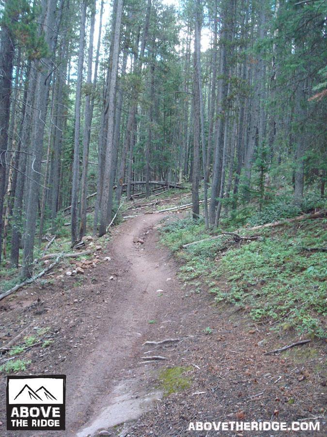 A winding dirt trail cuts through a dense forest of tall pine trees, with patches of green foliage and fallen branches lining the path. Soft earth and scattered rocks are visible on the trail, suggesting a natural and serene environment ideal for hiking or exploring. Reno / Flag / Bear / Deadman Loop mountain bike trail.