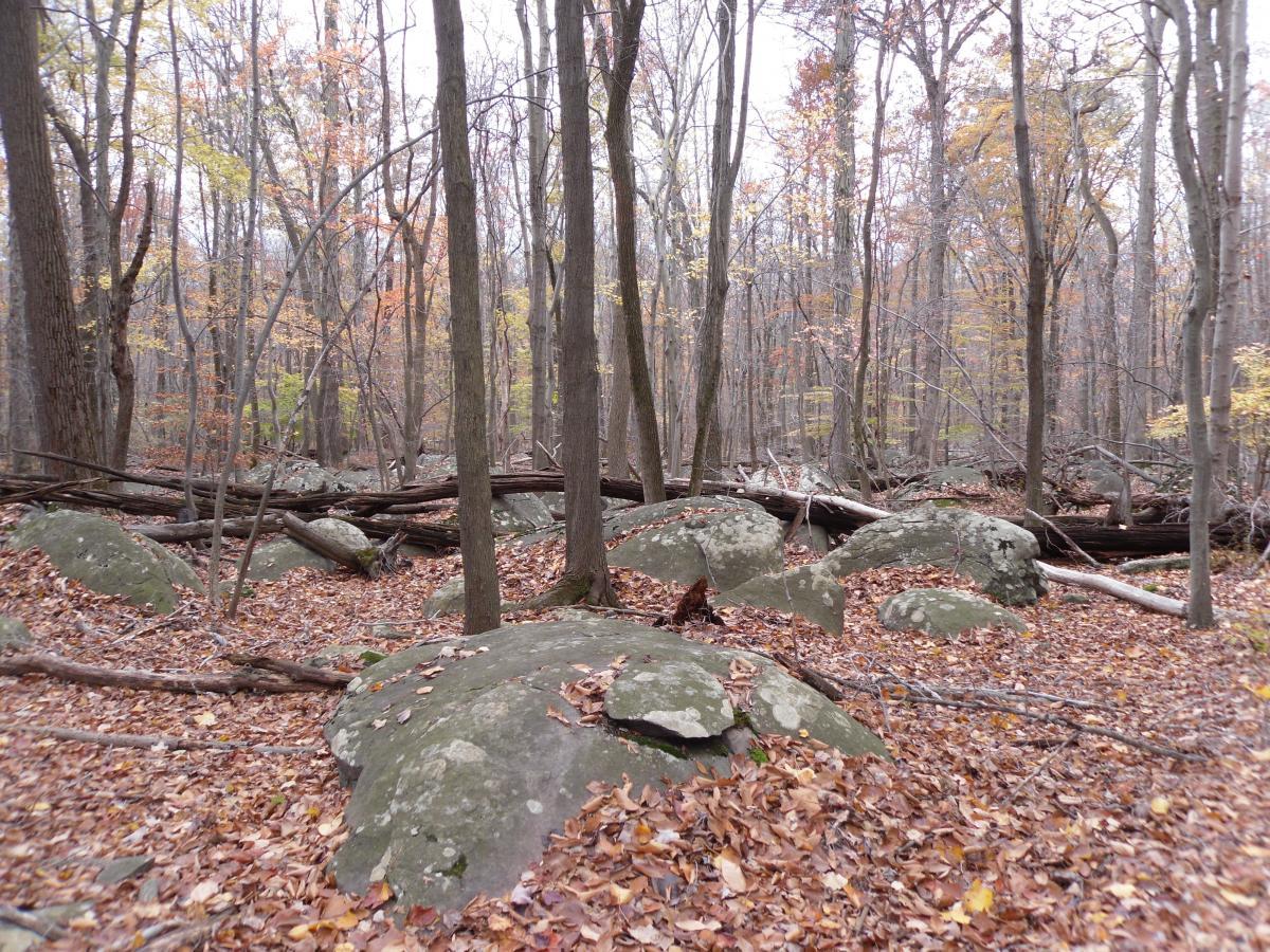A tranquil forest scene featuring numerous rocks scattered among fallen leaves in autumn. Trees with colorful foliage are visible in the background, creating a serene, natural atmosphere. Sourland Mountain Preserve mountain bike trail.
