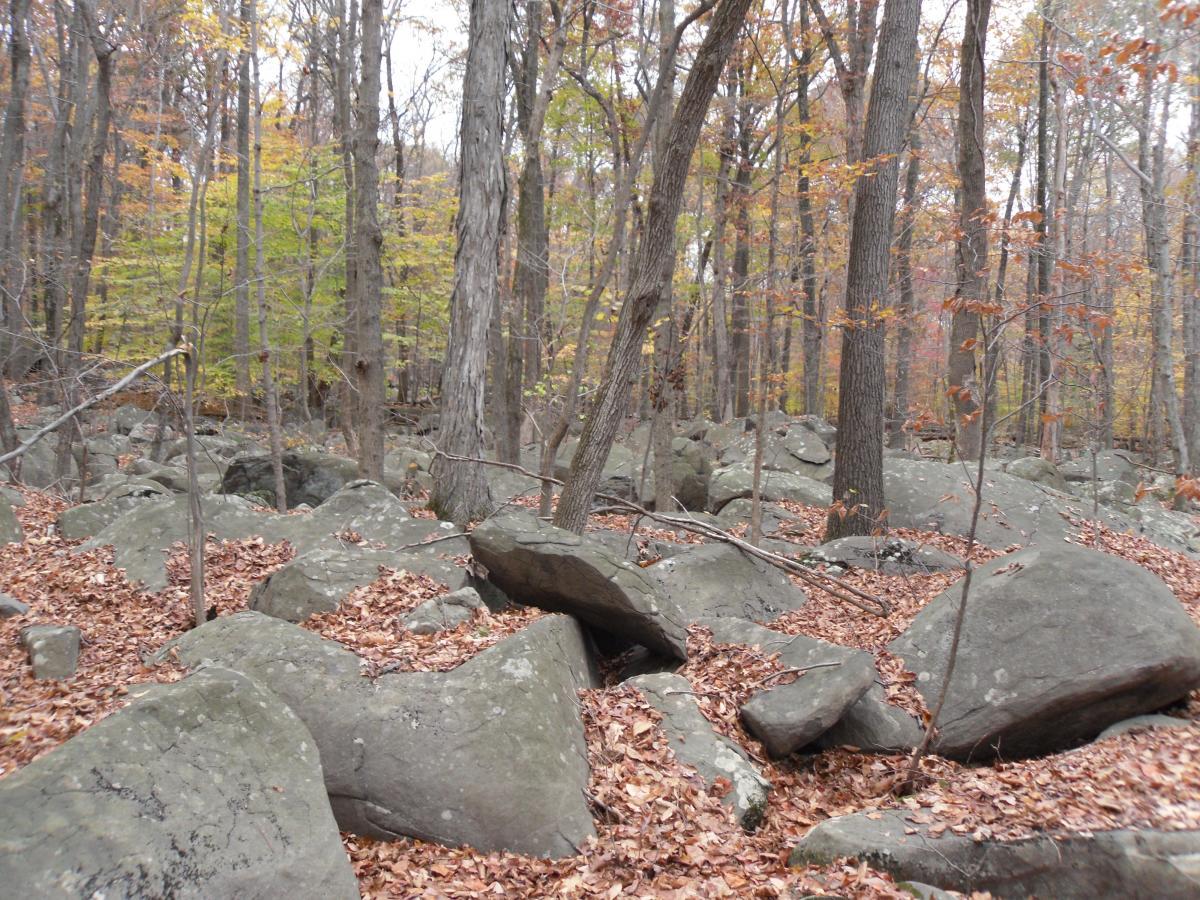A forest landscape featuring a rocky terrain covered with large boulders and scattered autumn leaves. The background includes a mix of tall trees with green and yellow foliage, indicating the fall season. The scene conveys a natural, tranquil environment. Sourland Mountain Preserve mountain bike trail.