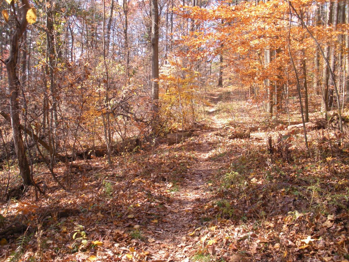 A winding path through a forest in autumn, surrounded by trees with vibrant orange and yellow leaves. The ground is covered with fallen leaves, and soft sunlight filters through the branches, creating a serene and picturesque scene. Mohican mountain bike trail.