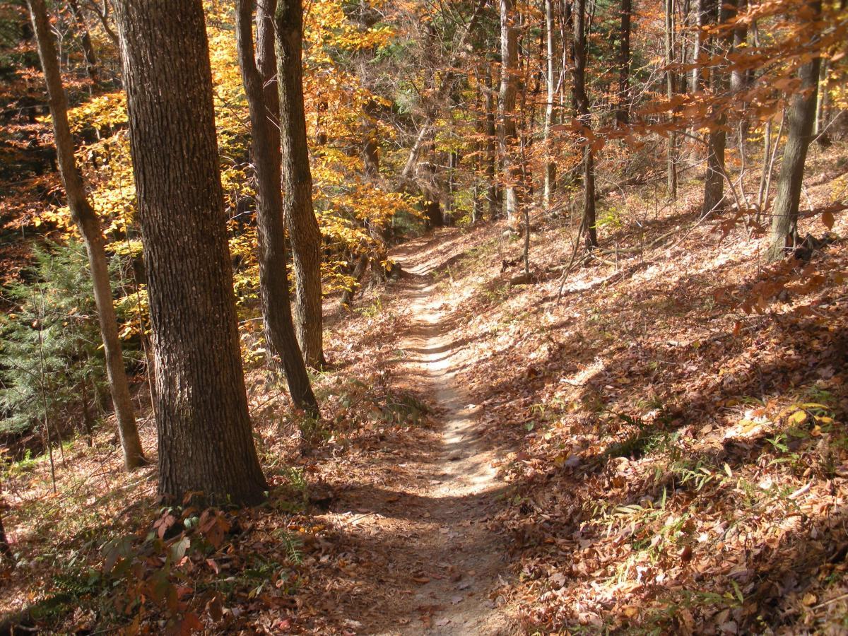 A winding dirt trail surrounded by trees with colorful autumn foliage, set against a backdrop of fallen leaves scattered on the ground. Mohican mountain bike trail.