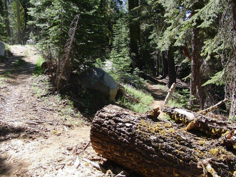 donner lake bike trail