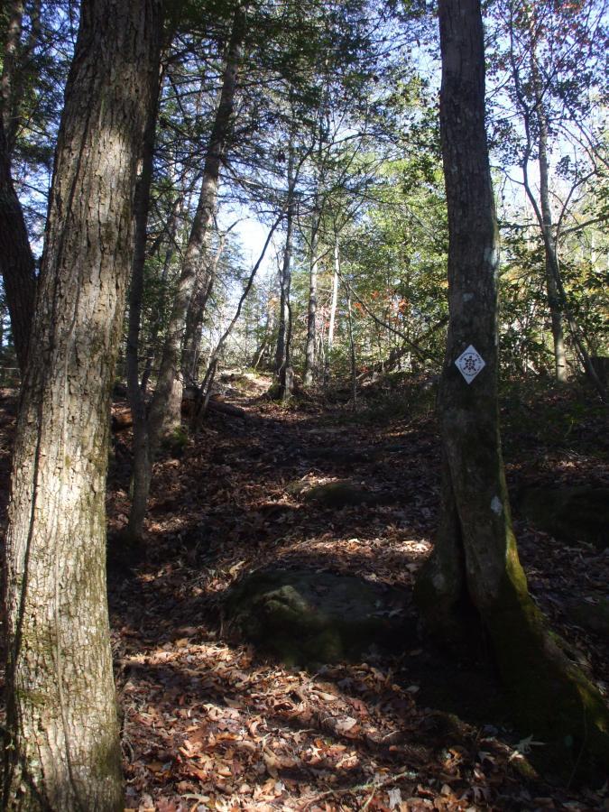 A woodland trail surrounded by tall trees with sunlight filtering through the leaves. The ground is covered in fallen leaves and small rocks, leading into a deeper part of the forest. A white trail marker is visible on the right tree, indicating the pathway. Laural Lake To Cumberland Falls (sheltowee Trace) mountain bike trail.