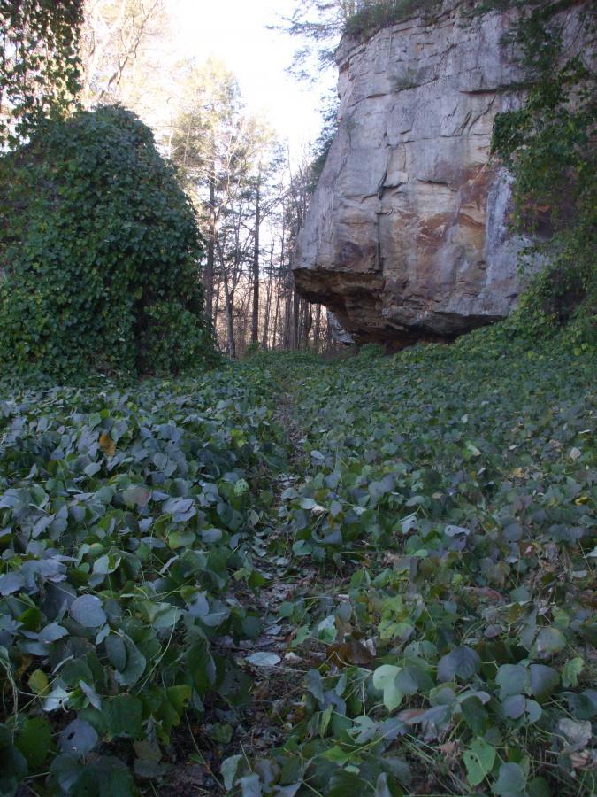 A serene landscape featuring a narrow path bordered by lush green foliage and climbing vines, leading towards a large rock formation on the right. Tall trees are visible in the background, providing a sense of depth to the forest scene. Laural Lake To Cumberland Falls (sheltowee Trace) mountain bike trail.