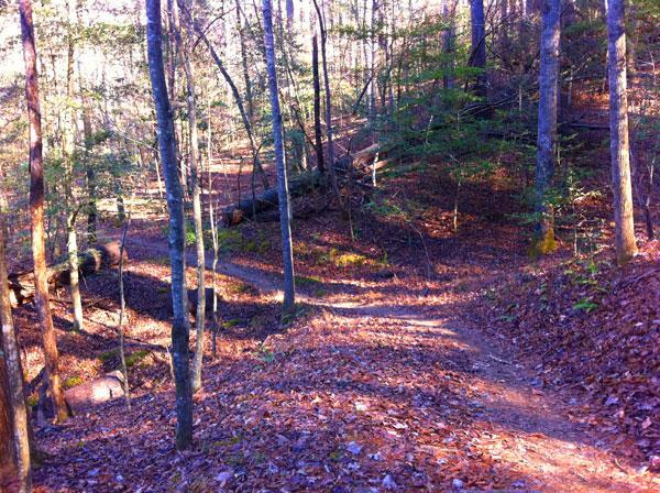 A winding dirt path through a wooded area, surrounded by trees with some fallen logs and a carpet of autumn leaves on the ground. Sunlight filters through the branches, creating a serene and inviting atmosphere. Warrior Creek mountain bike trail.