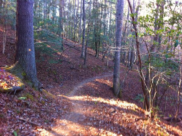 A winding dirt trail through a forest, lined with tall trees and fallen leaves. Sunlight filters through the canopy, casting soft light on the path that curves gently to the right. Warrior Creek mountain bike trail.