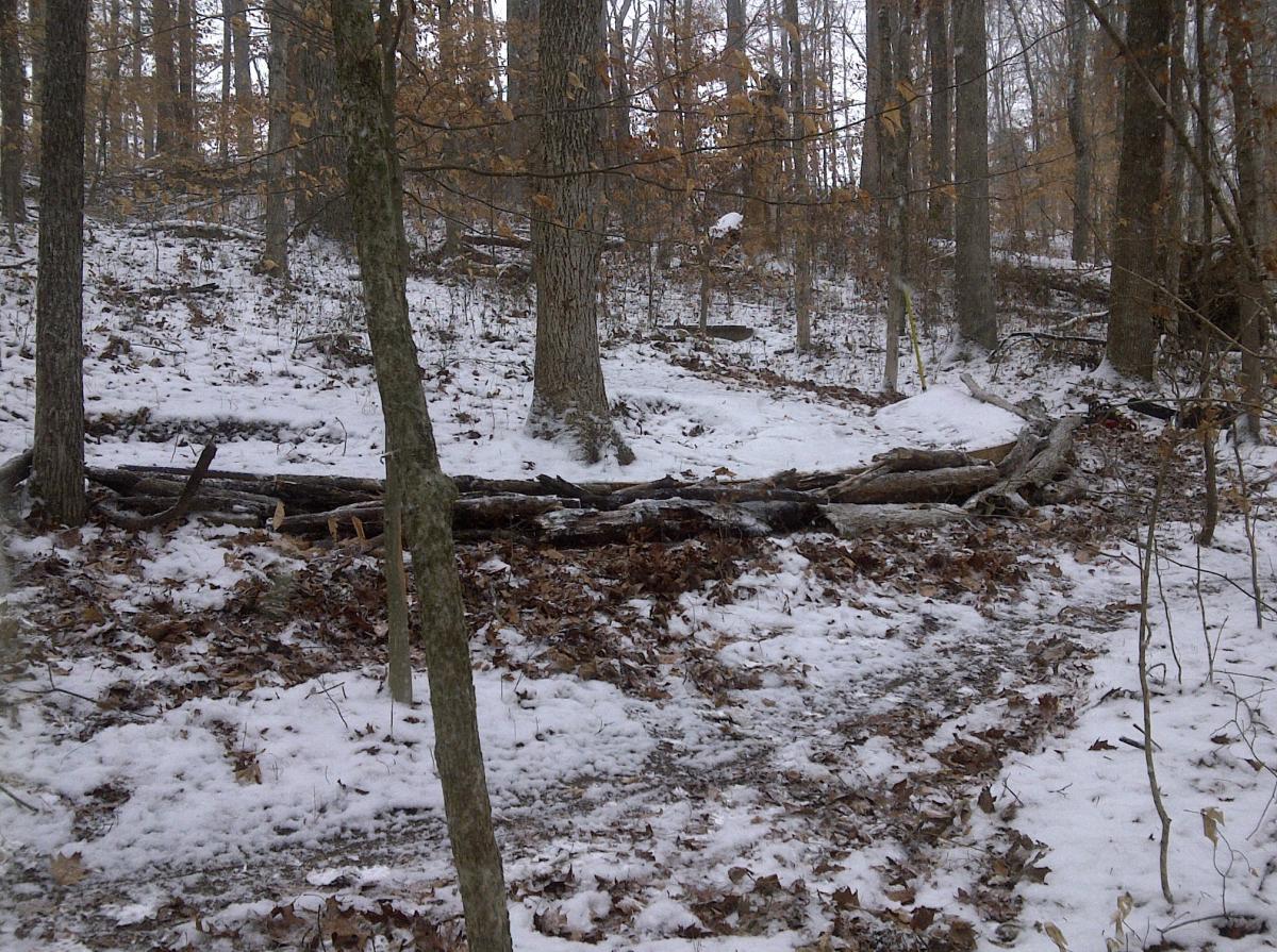 A snowy forest scene featuring tall trees with bare branches and scattered leaves on the ground. A fallen log is visible in the foreground, adding to the natural landscape. The forest floor is partially covered in snow, creating a serene winter atmosphere. Rotary Park mountain bike trail.