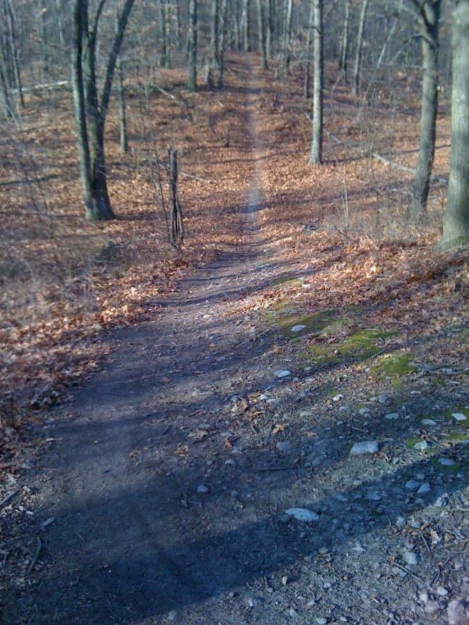 A dirt trail winding through a wooded area, covered with fallen leaves and flanked by trees with bare branches. The sunlight casts shadows on the path, creating a serene atmosphere in a natural setting. Cutler Park mountain bike trail.