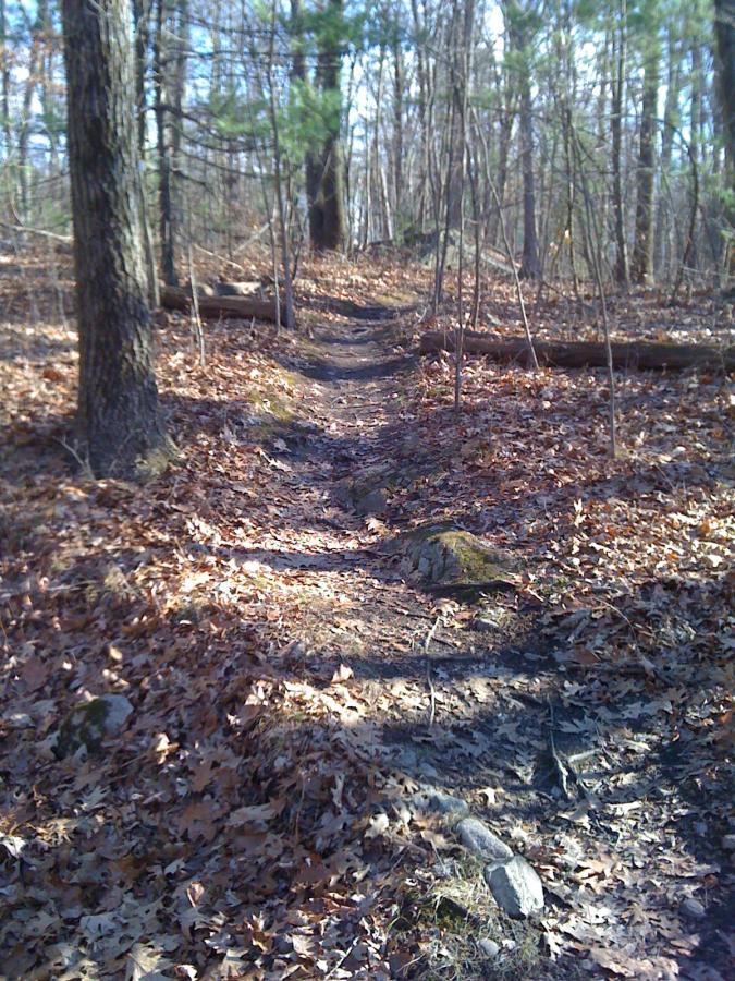 A narrow, winding dirt trail surrounded by trees in a forest, with fallen leaves scattered along the ground and some rocks visible along the path. Bright sunlight filters through the branches, casting shadows on the trail. Needham Town Forest mountain bike trail.