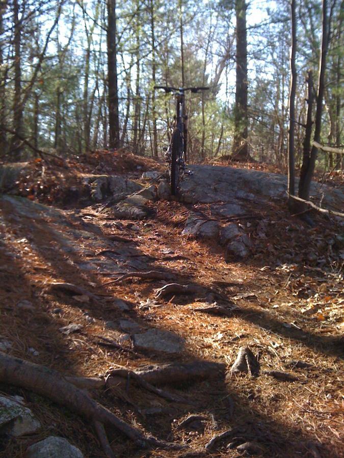 A mountain bike is parked on a rocky, forest trail surrounded by trees. The ground is covered with pine needles and small rocks, and the sunlight filters through the canopy, creating dappled shadows on the path. Needham Town Forest mountain bike trail.