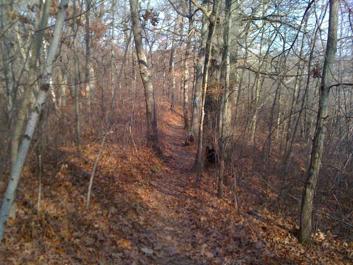 A narrow walking path winding through a forest, surrounded by bare trees and fallen leaves. The scene captures the earthy tones of autumn with sunlight filtering through the branches. Cutler Park mountain bike trail.