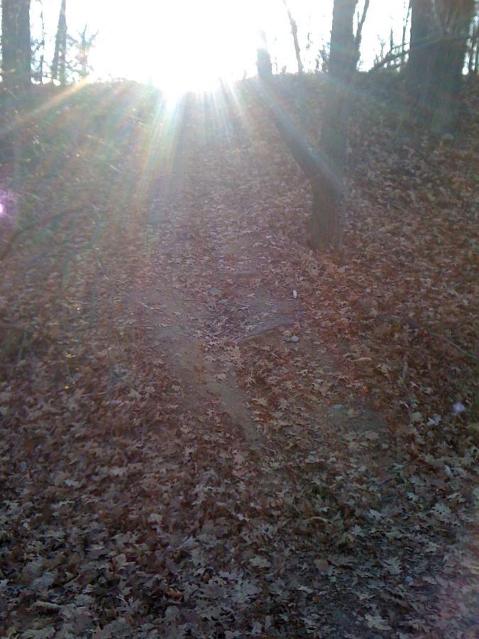 A sunlit path through a wooded area covered with fallen leaves, with sunlight streaming through the trees in the background. Cutler Park mountain bike trail.