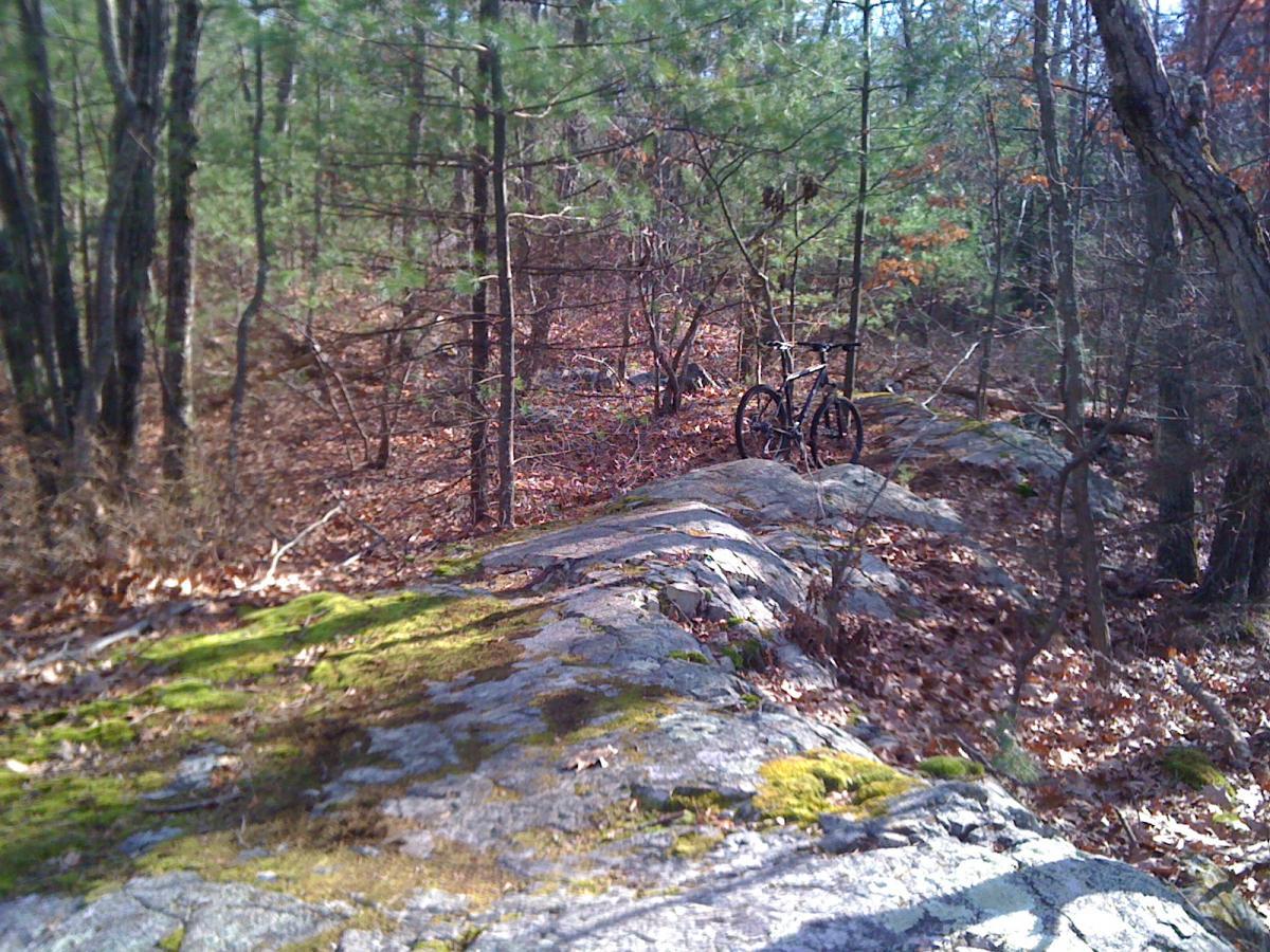 A mountain bike resting on a rocky path surrounded by trees and fallen leaves in a forested area. The ground is covered with patches of moss, and the scene is illuminated by natural light. Needham Town Forest mountain bike trail.