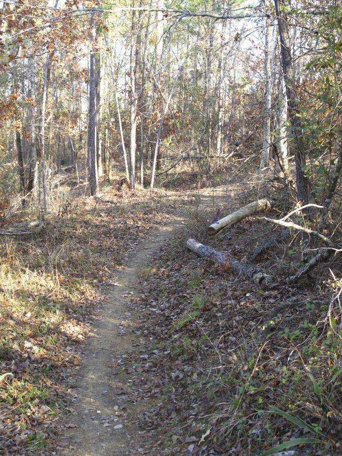 A winding dirt path through a forest landscape, surrounded by trees with autumn leaves and scattered fallen branches. The path appears well-trodden, leading deeper into the woods. Sunlight filters through the canopy, creating a serene and inviting atmosphere. Arrowhead Park mountain bike trail.
