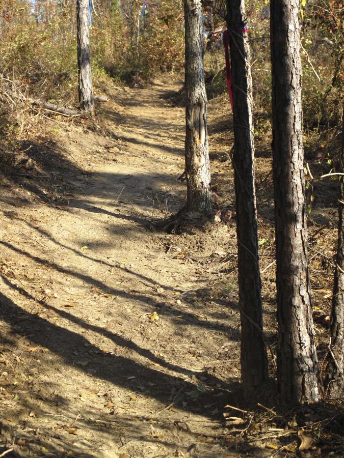 A narrow dirt path winding through a wooded area, flanked by tall trees. The ground is slightly uneven with scattered leaves and earthy tones, while shadows from the trees stretch across the path. Brightly colored ribbons are tied around some tree trunks, suggesting a marked trail. Arrowhead Park mountain bike trail.