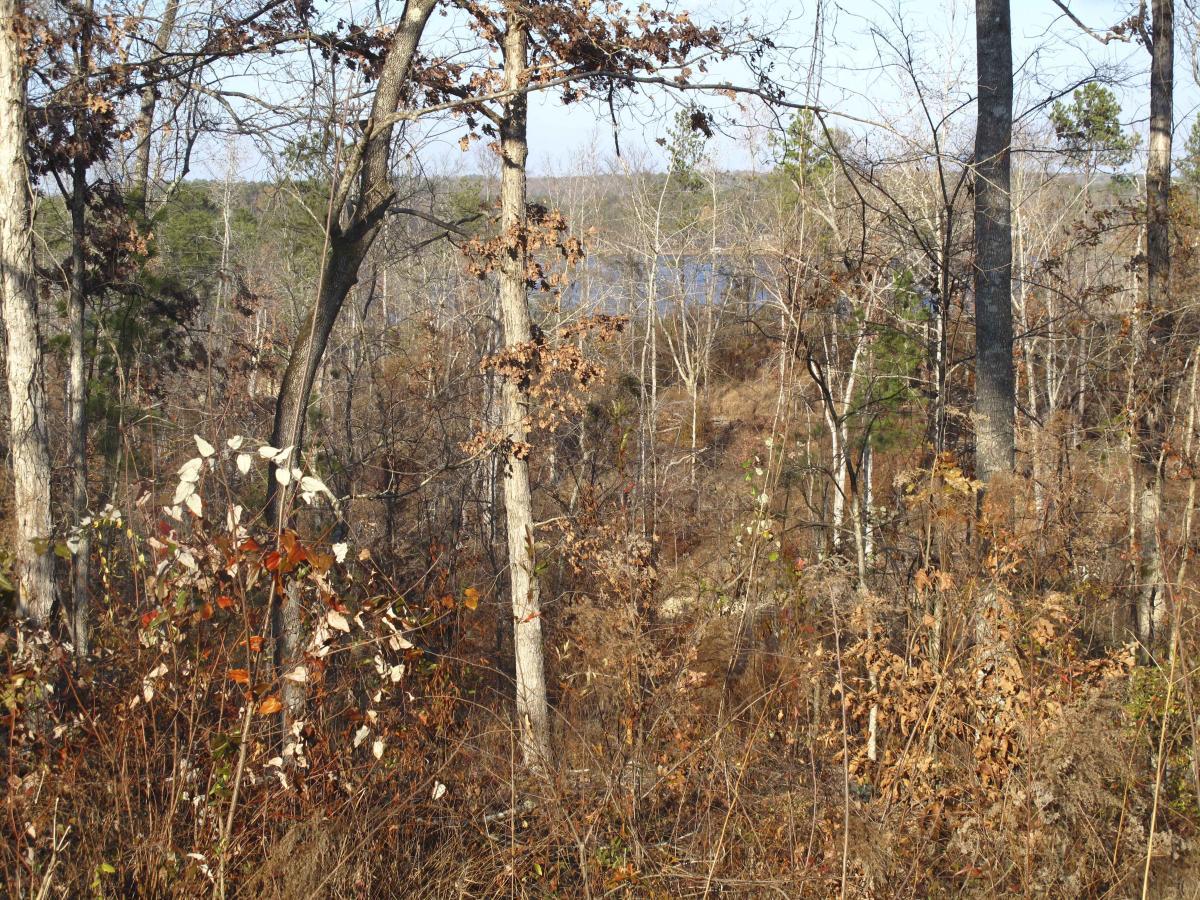 A view of a dense forest with bare trees and scattered autumn foliage. In the background, a glimpse of water is visible through the trees, suggesting the presence of a lake. The scene captures a transition from fall to winter, with a mix of brown and muted green colors. Arrowhead Park mountain bike trail.