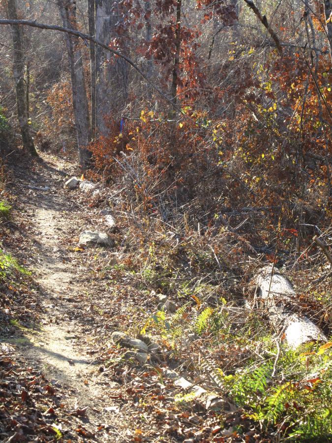 A narrow dirt path winding through a forest, surrounded by tall trees with sparse leaves and underbrush in autumn colors. Soft sunlight filters through the branches, illuminating patches of the trail and highlighting the stones along the edges. Arrowhead Park mountain bike trail.