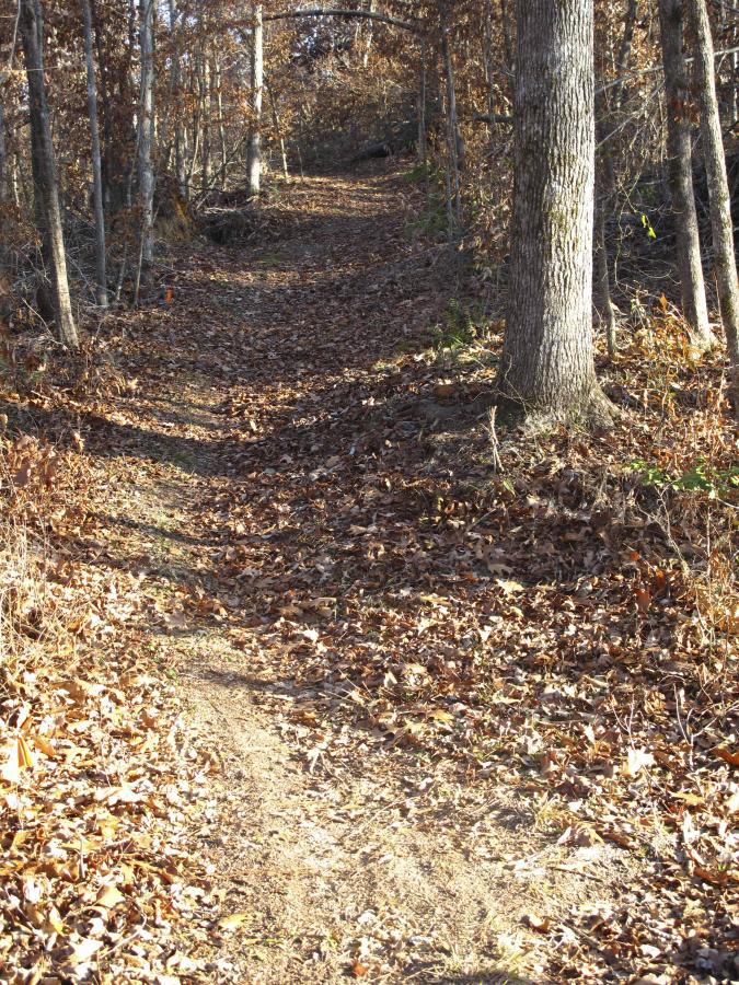 A narrow dirt pathway winding through a wooded area with trees on either side, covered in fallen autumn leaves. Sunlight filters through the branches, creating shadows on the trail. Arrowhead Park mountain bike trail.