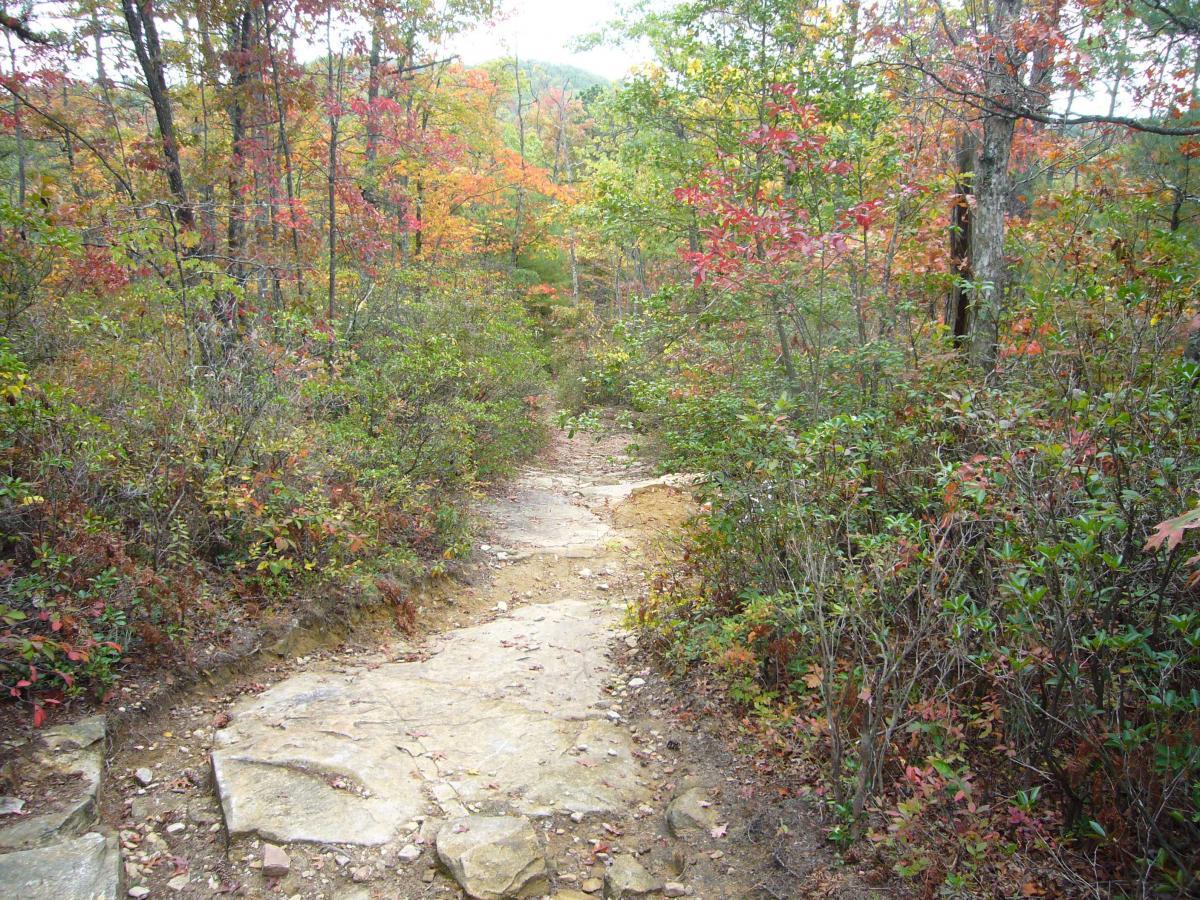 A winding trail through a forest showcasing vibrant autumn foliage, with red, orange, and green leaves on trees and shrubs lining a rocky path. The scene captures the essence of a peaceful nature walk in a serene outdoor setting. DuPont State Forest mountain bike trail.