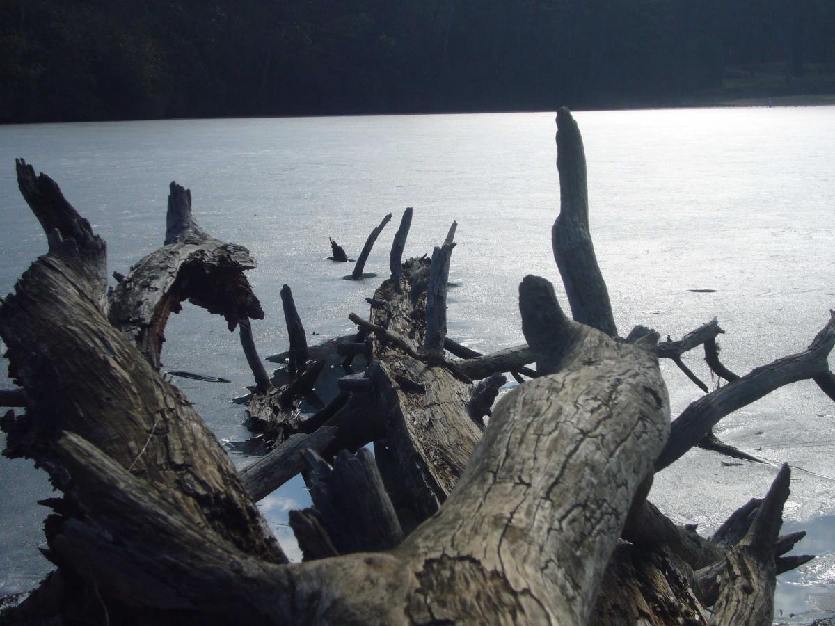A serene view of a frozen lake with weathered tree branches partially submerged in the ice. The surface of the water appears glossy and reflective, while the surrounding trees are blurred in the background, creating a tranquil, nature-filled scene. Bent Creek mountain bike trail.