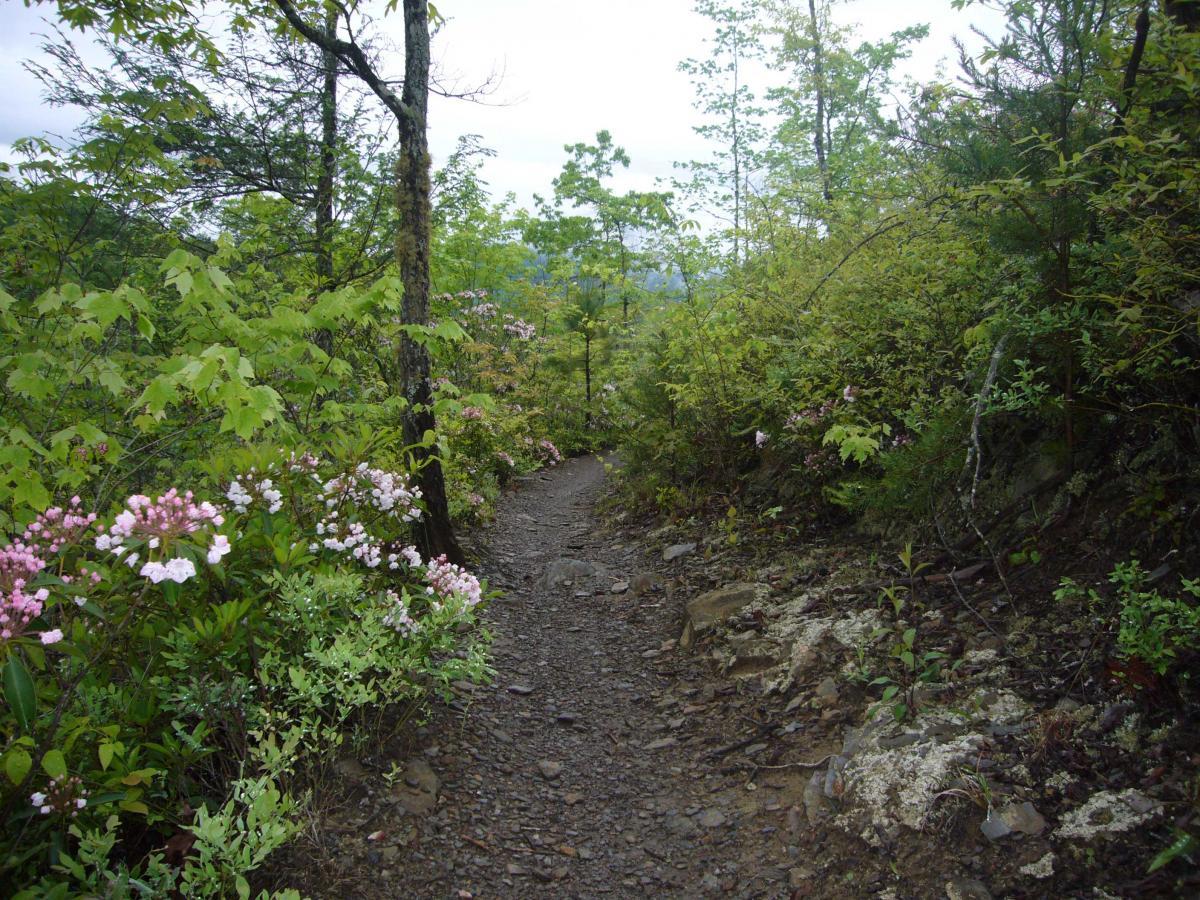 A narrow, winding dirt path surrounded by lush greenery and blooming pink flowers, with trees lining the sides and a cloudy sky overhead. Tsali Left Loop mountain bike trail.