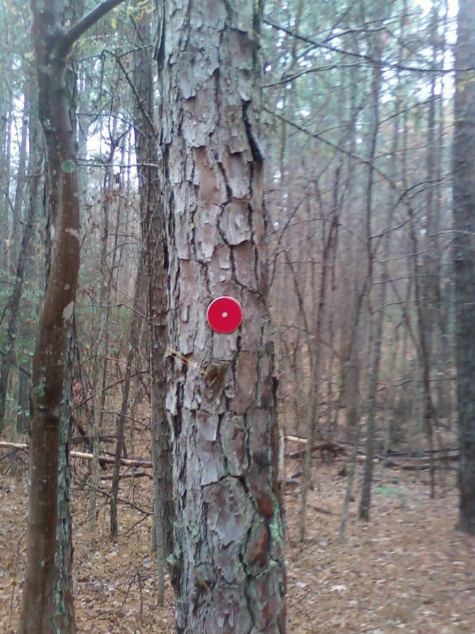 A close-up view of a textured tree trunk in a wooded area, featuring a small bright red circular marker attached to it. The background shows other trees and sparse underbrush, indicating a natural forest setting. Beaver Dam mountain bike trail.