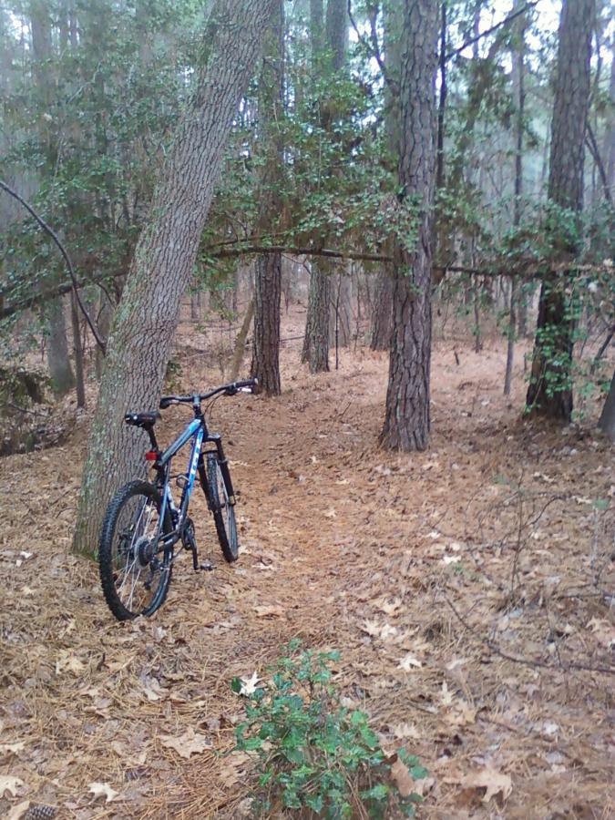 A blue mountain bike leaning against a tree on a narrow, leaf-covered trail in a wooded area. The background features tall pine trees and scattered underbrush, creating a tranquil natural setting. Beaver Dam mountain bike trail.