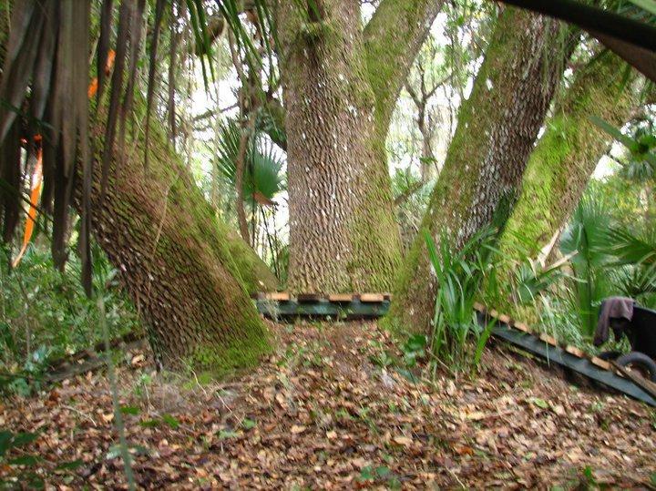 A cluster of large, moss-covered trees surrounded by dense foliage and fallen leaves in a forested area. Wooden planks are partially visible on the ground, suggesting a pathway or platform among the trees. Tropical plants and palm leaves enhance the natural setting. Chuck Lennon Park mountain bike trail.