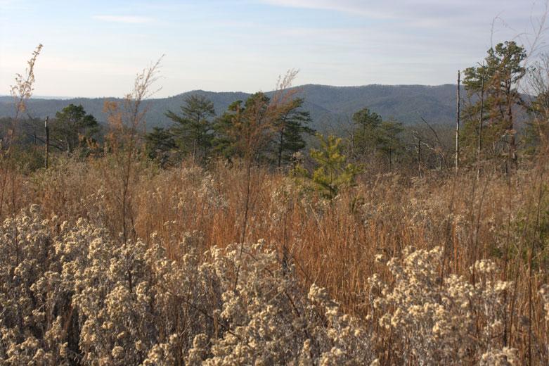 A scenic view of a mountainous landscape with rolling hills in the background, framed by tall grasses and shrubs in the foreground. The sky is mostly clear with soft clouds, and a variety of trees can be seen dotting the hillside. Pine Log WMA mountain bike trail.