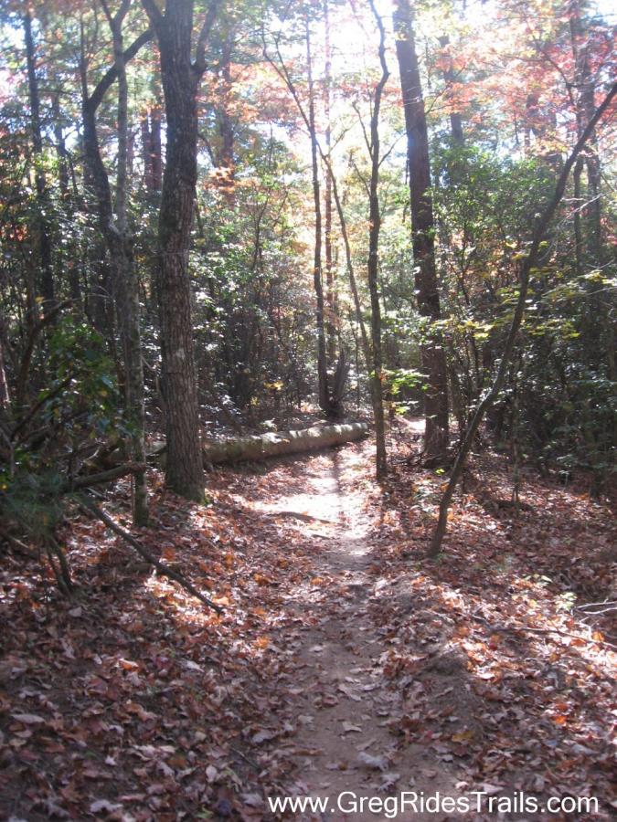 A sunlit forest trail surrounded by tall trees, with colorful autumn leaves scattered on the ground. A fallen log crosses the path, inviting outdoor exploration and nature walks. Jake to Bull Mountain Connecter mountain bike trail.