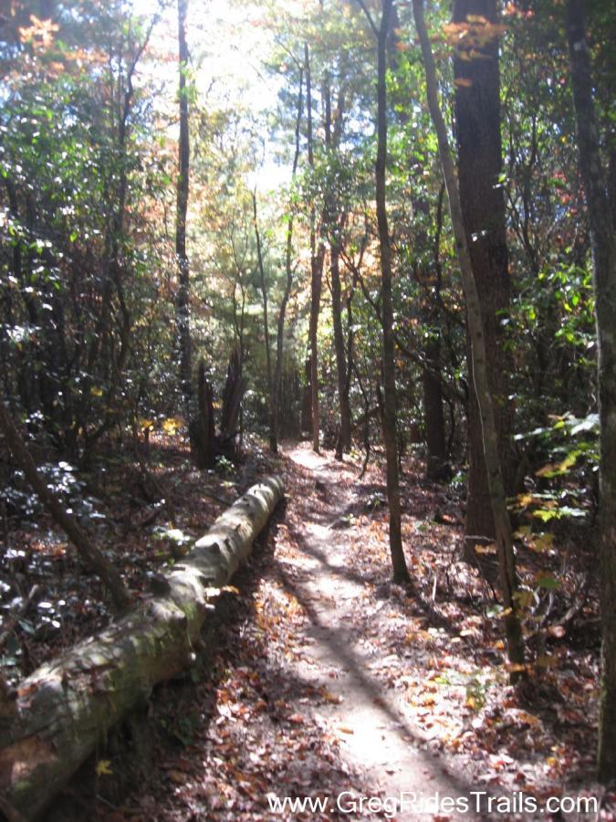 A sunlit path winding through a wooded area, with tall trees on either side and fallen leaves scattered along the trail. A large fallen log lies beside the path, adding to the natural scenery. Jake to Bull Mountain Connecter mountain bike trail.