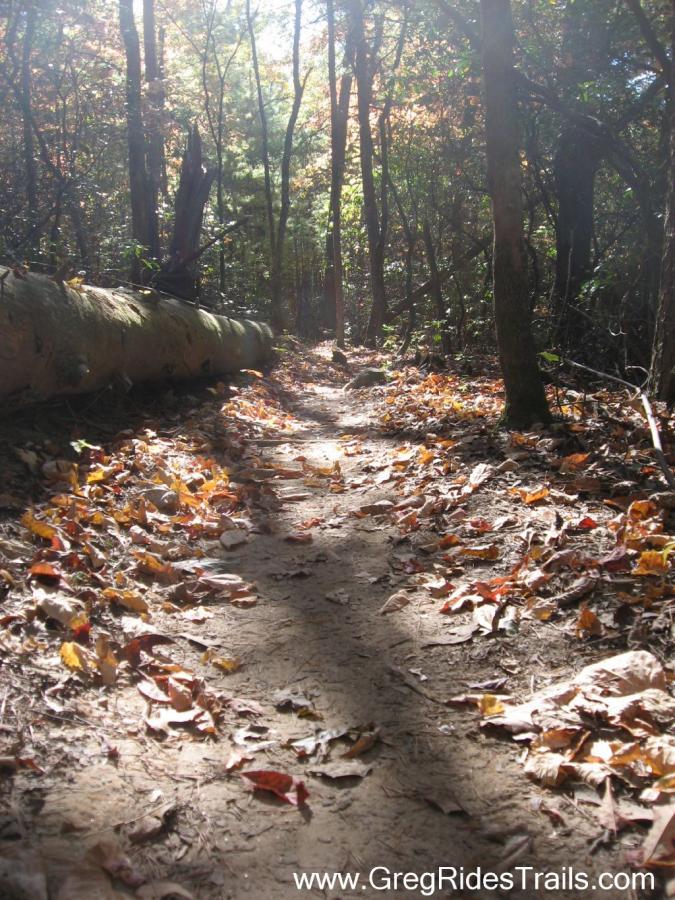 A narrow dirt path winding through a wooded area, surrounded by trees with autumn leaves scattered on the ground, illuminated by soft sunlight filtering through the branches. A fallen log lies along the side of the trail, enhancing the natural setting. Jake to Bull Mountain Connecter mountain bike trail.