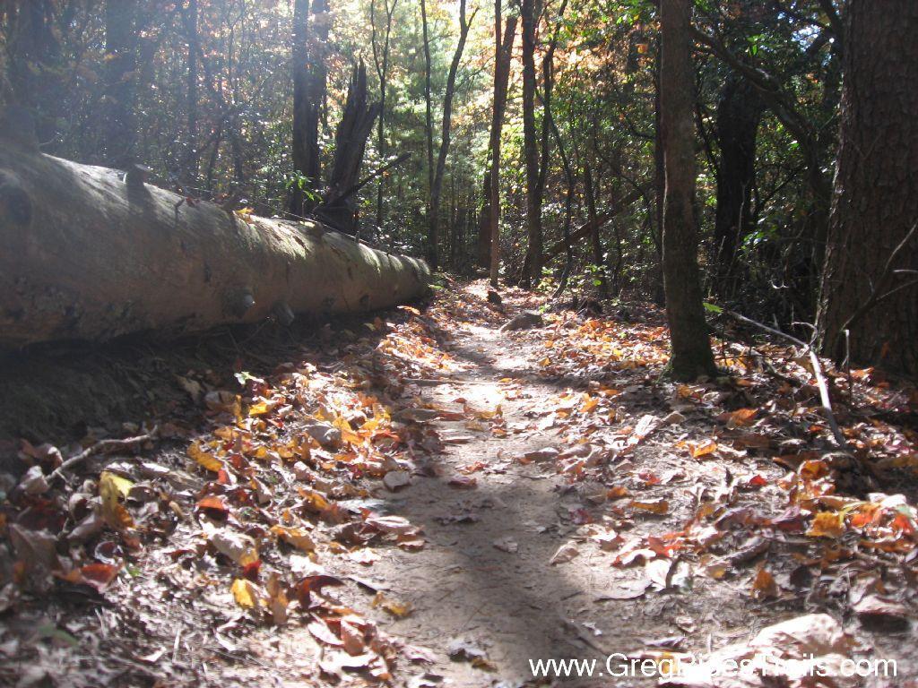 A narrow dirt trail winds through a forest, with a large fallen log lying parallel to the path. The ground is covered with a mix of dry leaves, and sunlight filters through the trees, creating a warm and inviting atmosphere. Jake to Bull Mountain Connecter mountain bike trail.