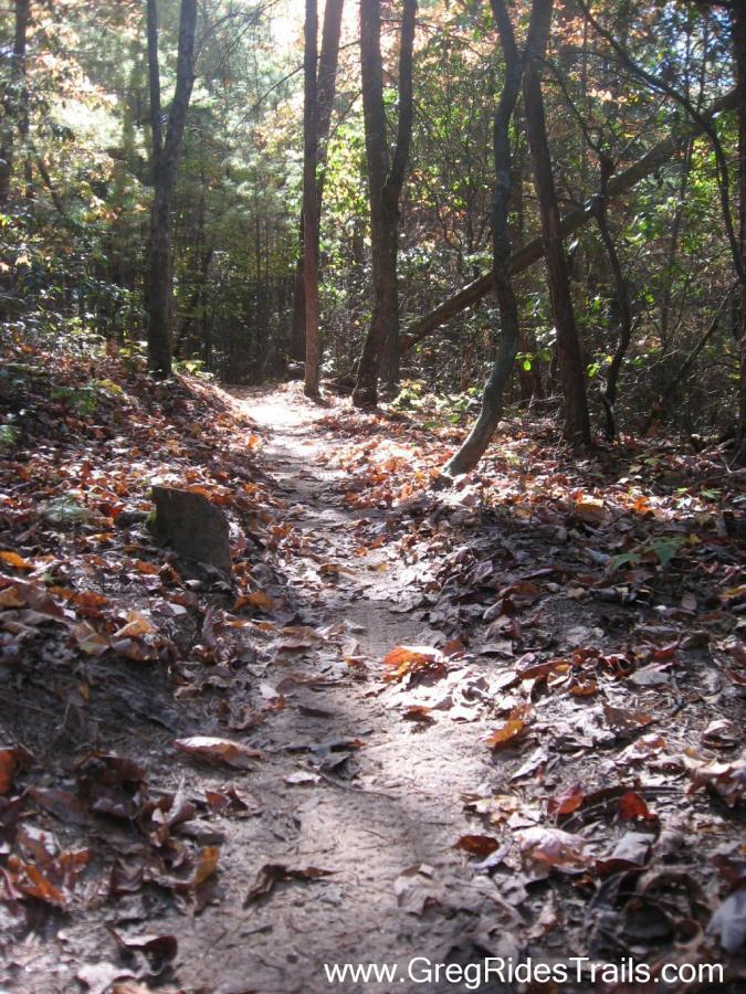 A winding dirt trail surrounded by tall trees, with sunlight filtering through the leaves. The ground is covered with fallen autumn leaves, creating a colorful carpet along the path. Jake to Bull Mountain Connecter mountain bike trail.