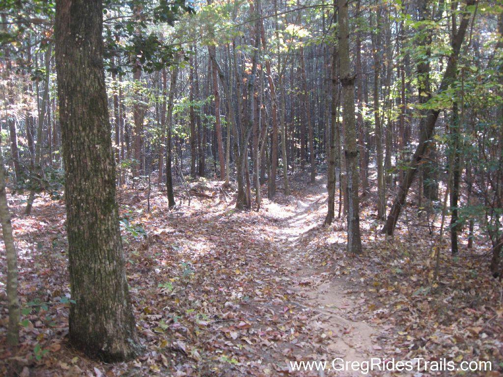 A winding dirt trail through a wooded area, surrounded by trees with varying shades of green and brown leaves on the ground, indicating autumn. Sunlight filters through the branches, creating a serene and inviting atmosphere. Jake to Bull Mountain Connecter mountain bike trail.
