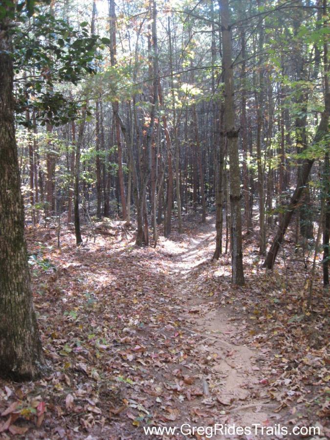 A narrow dirt trail winding through a wooded area, surrounded by tall trees with green leaves and a carpet of fallen leaves on the ground. Sunlight filters through the tree canopy, creating dappled light effects on the path. Jake to Bull Mountain Connecter mountain bike trail.