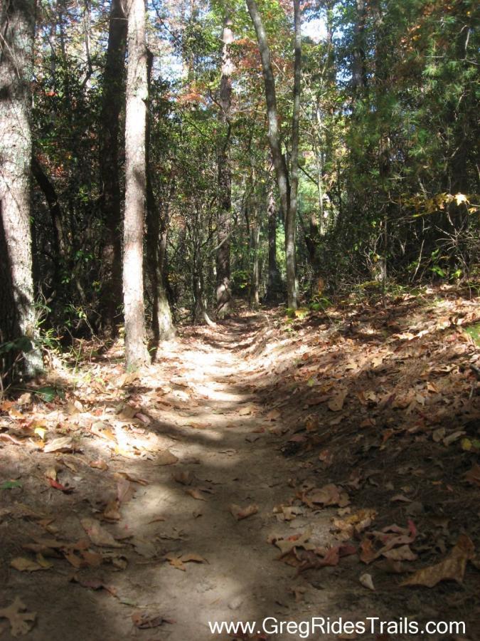 A narrow dirt trail winding through a wooded area, flanked by tall trees with a mix of green foliage and autumn leaves scattered on the ground. Sunlight filters through the canopy, creating dappled shadows along the path. Jake to Bull Mountain Connecter mountain bike trail.
