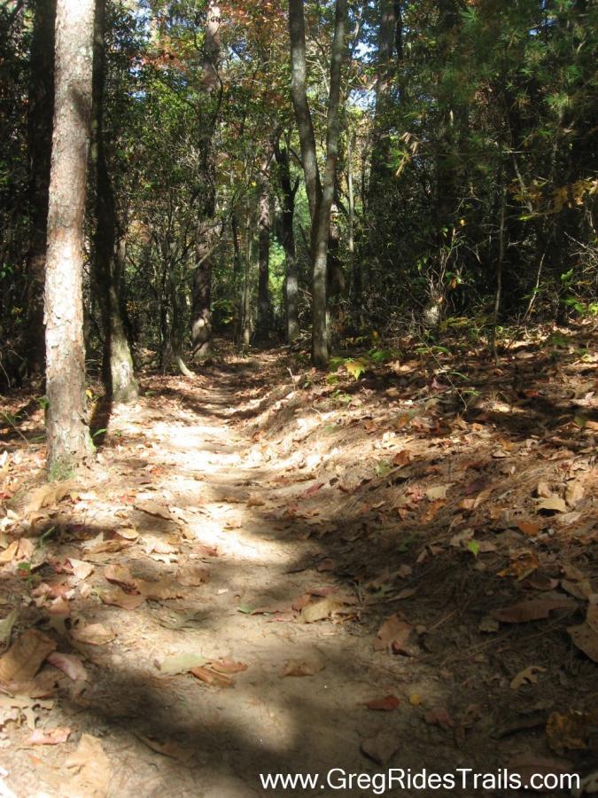 A dirt path winding through a wooded area, surrounded by tall trees with some autumn leaves scattered on the ground. Sunlight filters through the branches, creating a mix of light and shadow along the trail. Jake to Bull Mountain Connecter mountain bike trail.