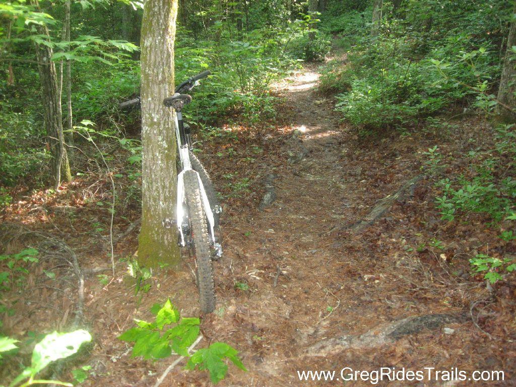 A mountain bike leaning against a tree on a narrow dirt trail surrounded by lush green vegetation and forest foliage. The path is marked by fallen leaves and rocks, indicating a natural setting for outdoor biking. Stonewall Falls Loop mountain bike trail.