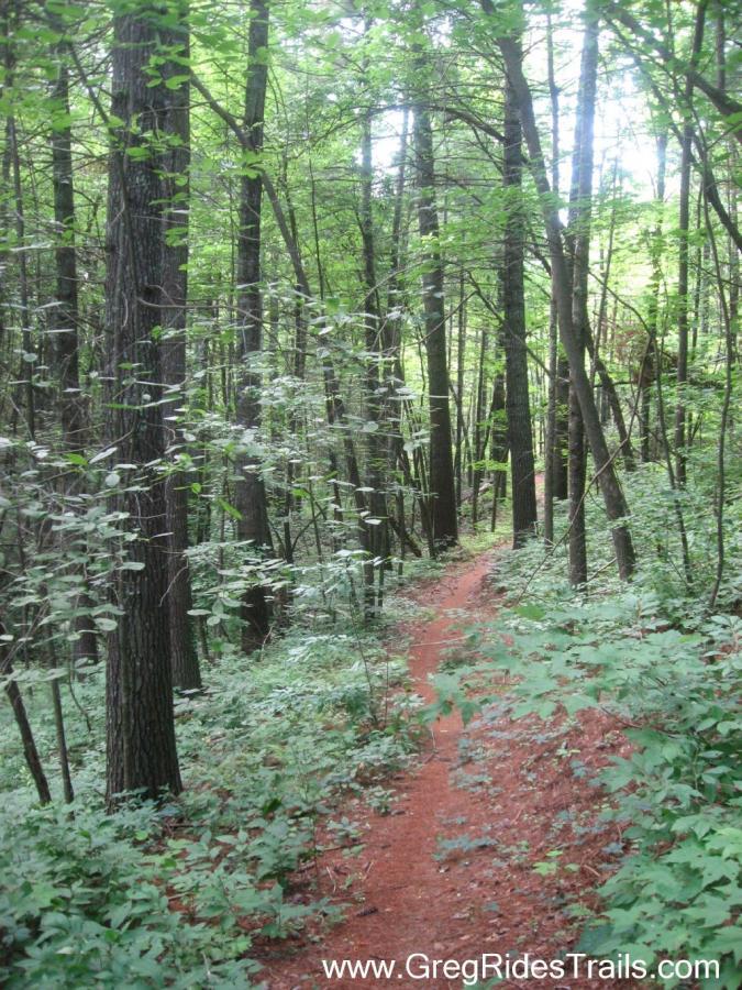 A narrow dirt path winds through a lush green forest, surrounded by tall trees and dense foliage under a bright sky. The soft, reddish soil of the trail contrasts with the vibrant greens of the leaves and plants, creating a serene and inviting woodland scene. Stonewall Falls Loop mountain bike trail.