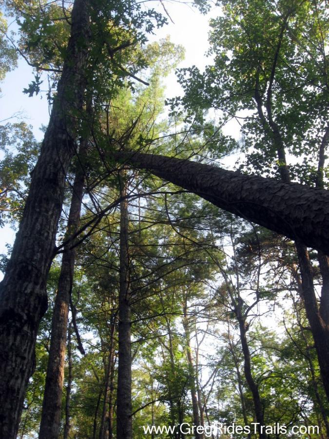 Looking up at tall trees in a dense forest, with sunlight filtering through the leaves and branches, creating a serene natural atmosphere. White Twister mountain bike trail.