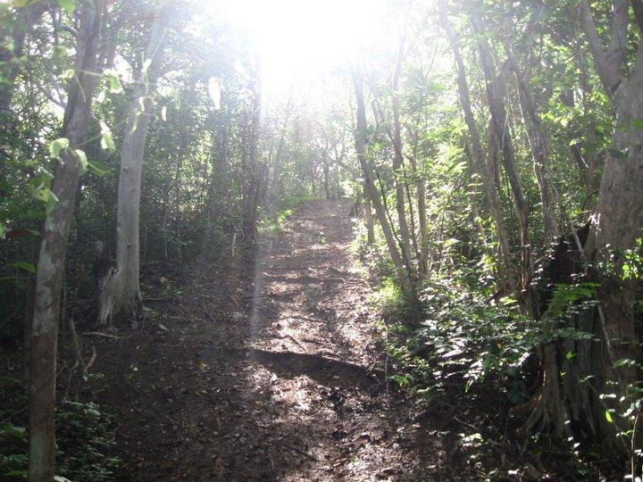 A sunlit dirt path winding through a dense forest, flanked by lush greenery and tall trees. The light filters through the foliage, creating a bright and inviting atmosphere. Domes Rincon Mtb Trail mountain bike trail.