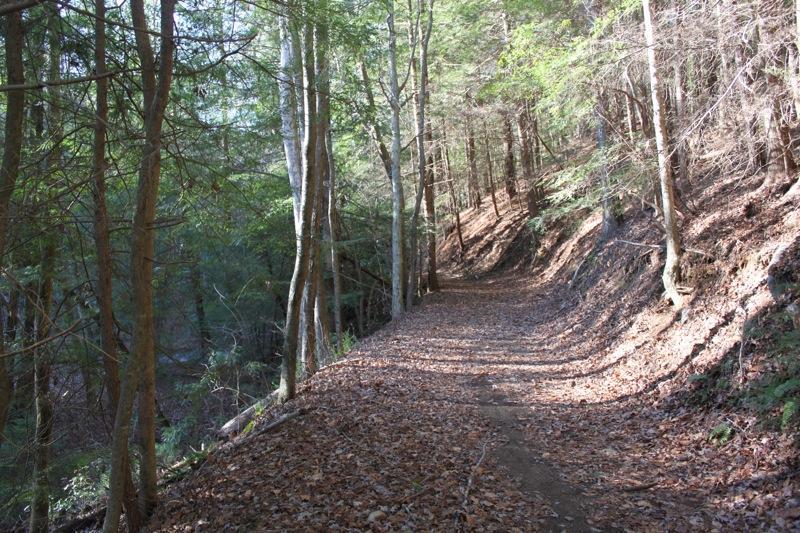 A serene forest path winding through trees, with a carpet of dry leaves covering the ground. Sunlight filters through the branches, illuminating the trail and surrounding greenery. The scene evokes a peaceful atmosphere, ideal for a hike or nature walk. Pinhoti: Tatum Lead mountain bike trail.