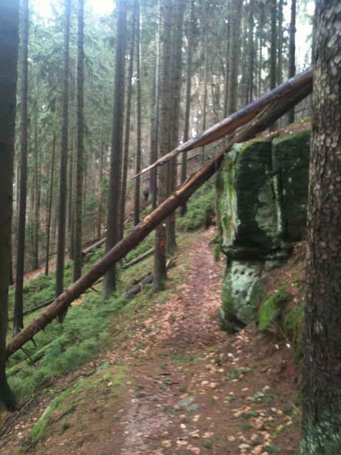 A forest scene featuring tall trees, a path winding through the woods, and a large rock on the right side. A fallen tree trunk leans across the path, adding to the natural landscape's rugged appearance. The ground is covered with fallen leaves and patches of greenery. Rodalben F Trail mountain bike trail.