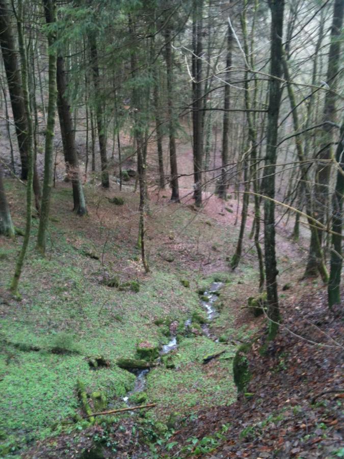 A serene forest landscape featuring tall trees with moss-covered bark, a gently flowing stream winding through a lush, green undergrowth, and hints of autumn leaves scattered on the ground. The scene captures a tranquil and natural setting, enveloped in a misty atmosphere. Rodalben F Trail mountain bike trail.