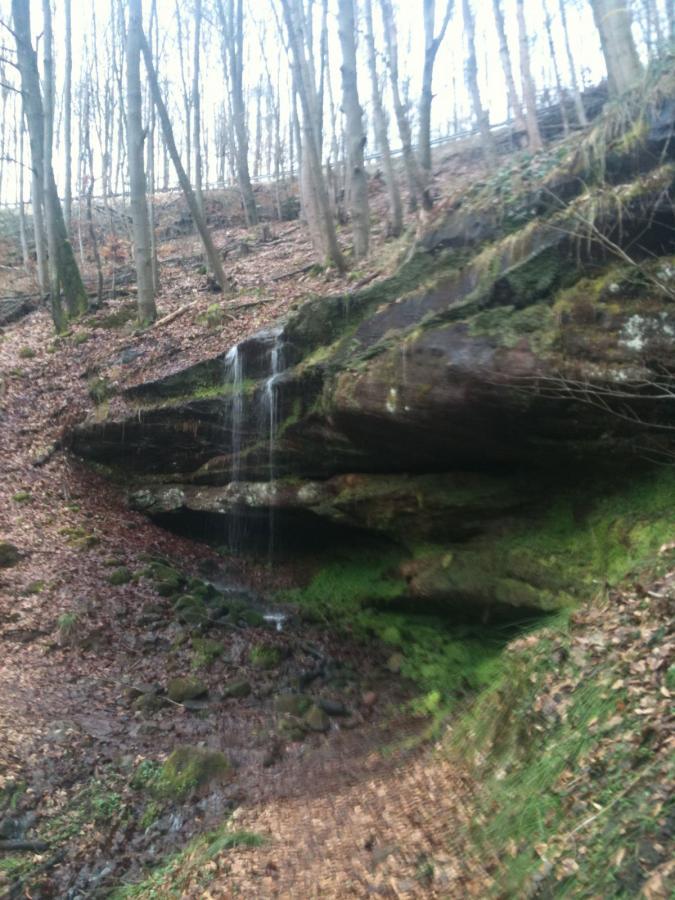 A small waterfall flows over a moss-covered rock formation in a serene forest setting. The ground is covered with fallen leaves, and trees with bare branches rise in the background, creating a tranquil natural scene. Rodalben F Trail mountain bike trail.