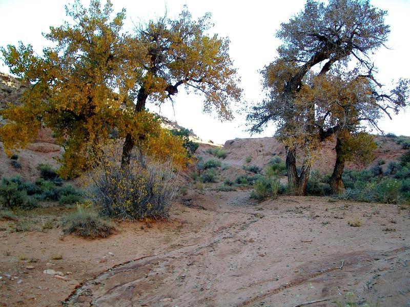 Two trees with autumn foliage stand in a sandy desert landscape, surrounded by sparse shrubs and vegetation, with a backdrop of gently sloping hills. The ground shows signs of a worn trail leading through the scene. Monitor &amp; Merrimac/Courthouse Pasture mountain bike trail.