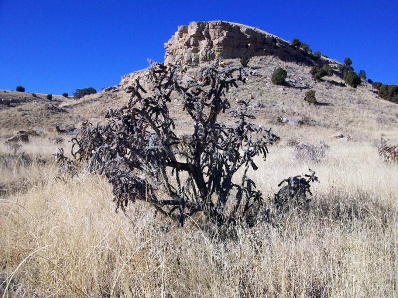 A dry landscape features a foreground cactus-like plant amidst tall yellow grass, with a rocky hill and clear blue sky in the background. South Shore Lake Pueblo mountain bike trail.