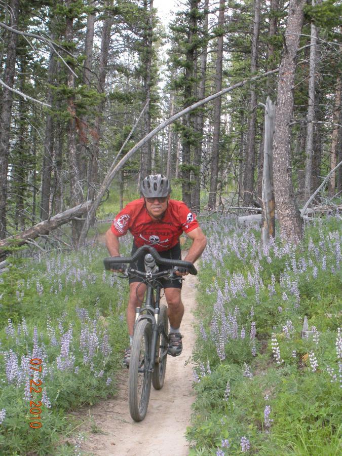 A cyclist in a red shirt navigates a dirt path through a forest, surrounded by tall trees and blooming purple flowers. Bangtail Divide mountain bike trail.